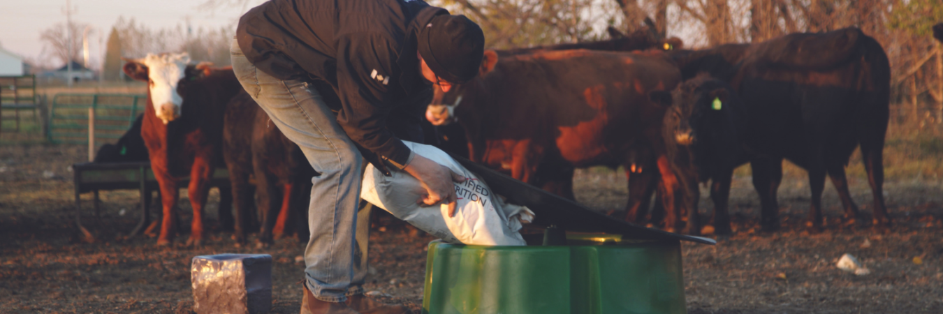 Feeder Blog Main Image